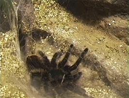 A tarantula at the Combe Martin Wildlife & Dinosaur Park